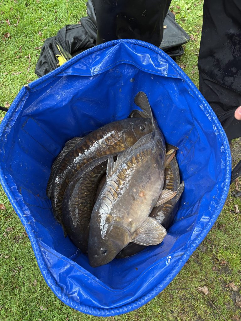 Carp average 8lb