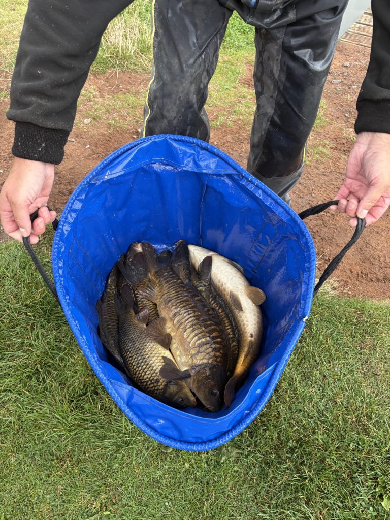 Carp Average 6lb